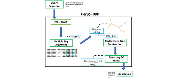 Aashish Jain and Professor Kihara have recently developed Phylo-PFP